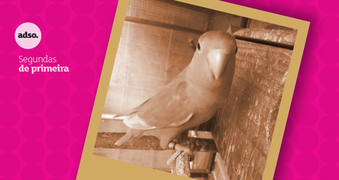 Segundas de Primeira – Agapornis; Portugal 2030; Internacionalizar não é visitar feiras em Marrocos; Os Melhores Clientes do Mundo – CJR; A música que deu nome ao WhatsApp