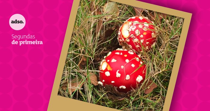 Segundas de Primeira – Cogumelos; Portugal 2030; Qual a pior coisa que uma empresa pode fazer; Maravilhosa Criatura; Os Melhores Clientes do Mundo - Triede